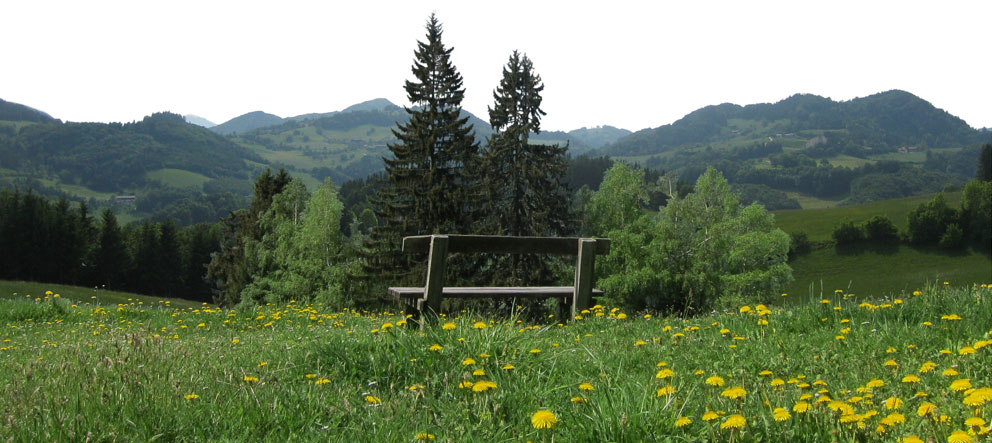 Bild Sitzbank auf einer Wiese. Dahinter Bäume und bewaldete Hügel